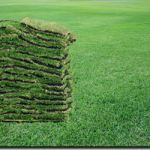A 1 Sod lutz land o lakes shade tolerant st augustine sod